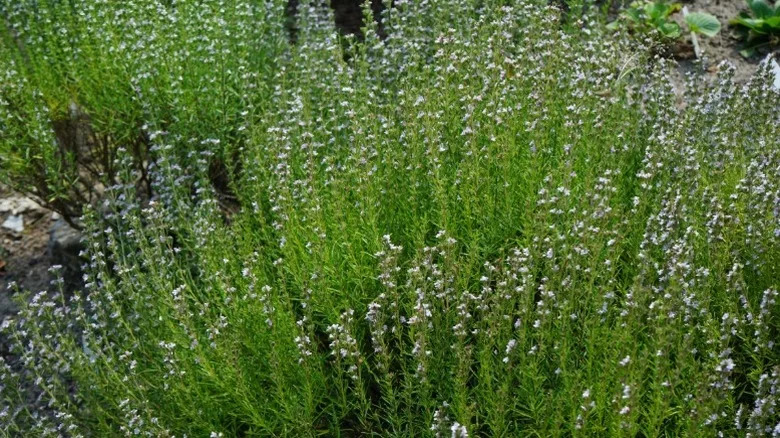 A mass planting of winter savory herb
