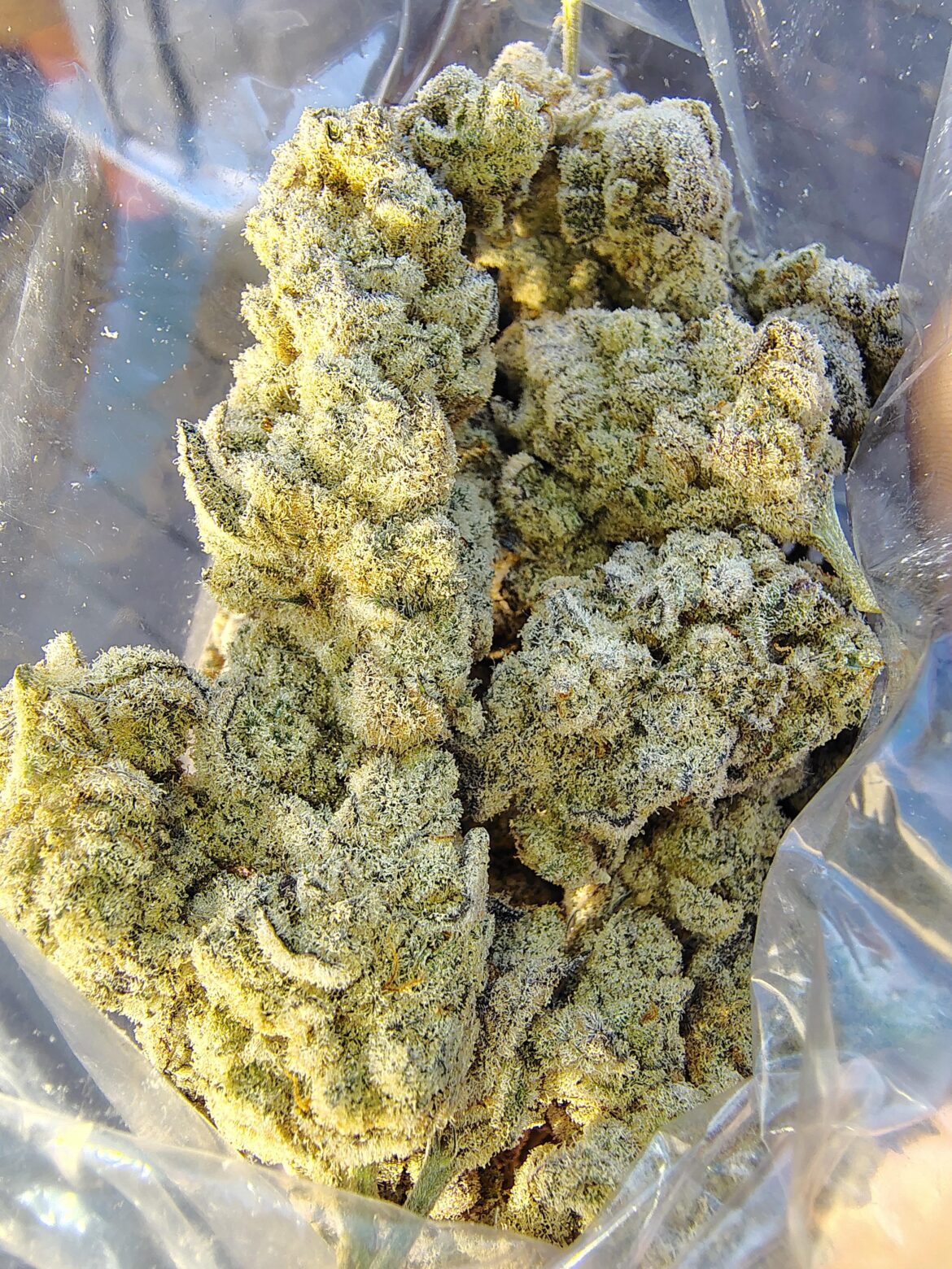 Frozen bag dried