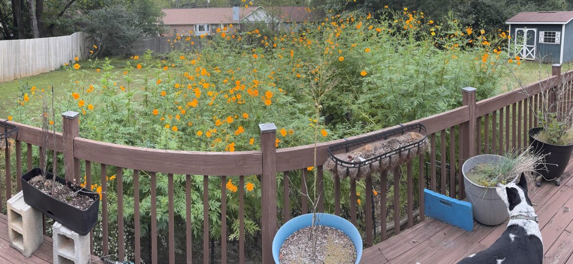 Anyone know what these orange flowers are?