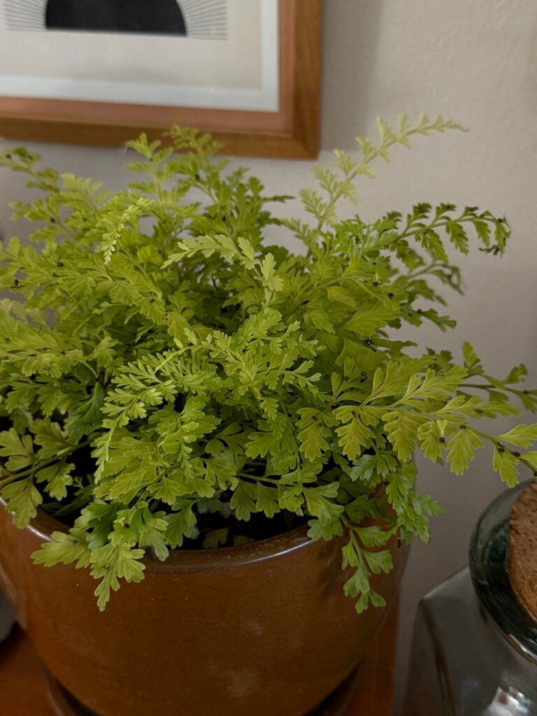 What are these things stuck to my fern?