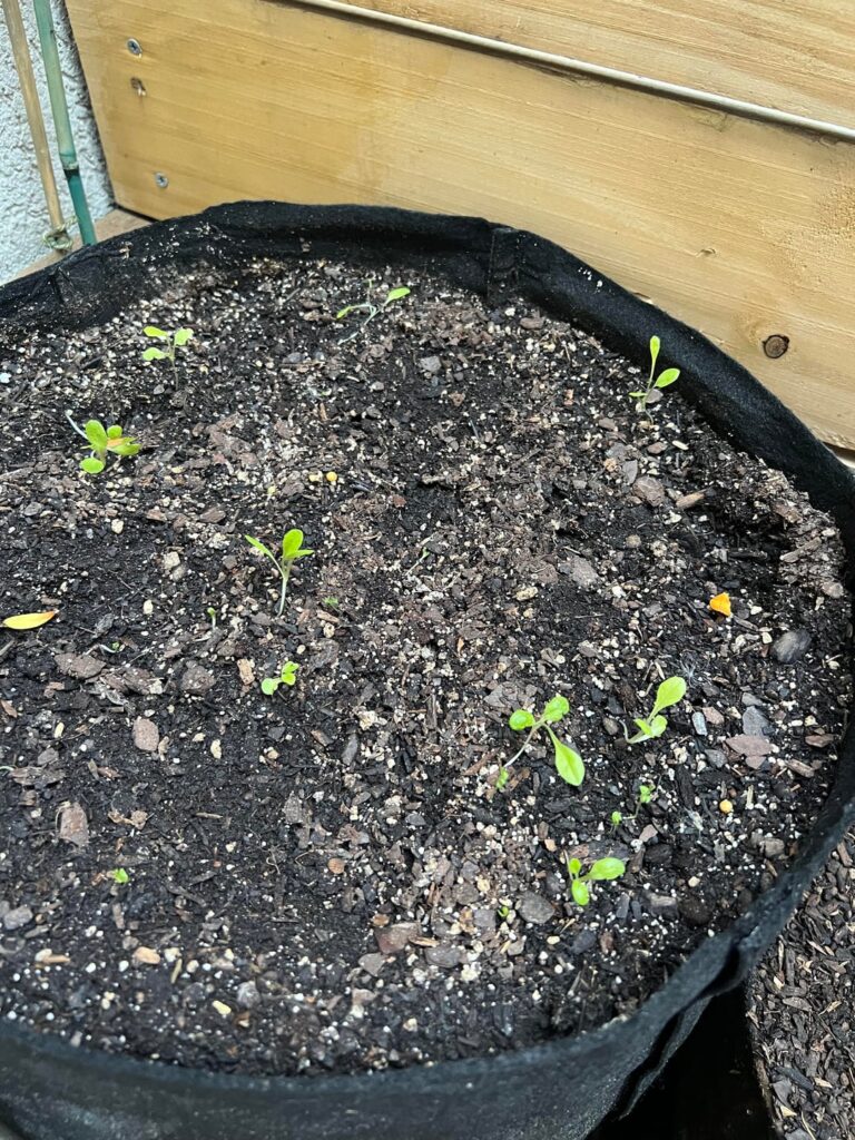 How do I water seeds/sprouts without drowning?