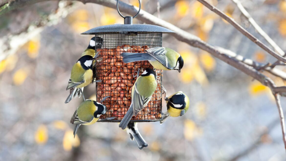 How to stop rats invading your yard this fall — without giving up bird feeding How to stop rats invading your yard this fall — without giving up bird feeding