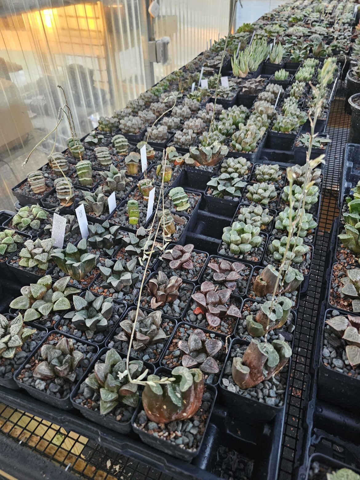 A couple of people here had asked if I could sell here on Reddit rather than Palm Street so I wanted to cross post this here.