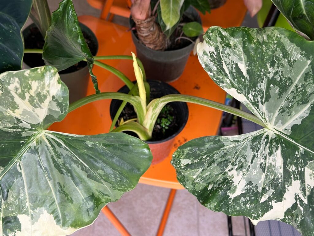 Alocasia Macrorrhiza Variegata decided all white was next