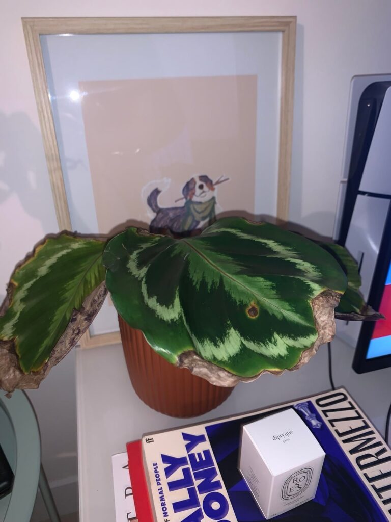 Help! What is wrong with my calathea? Help! What is wrong with my calathea?