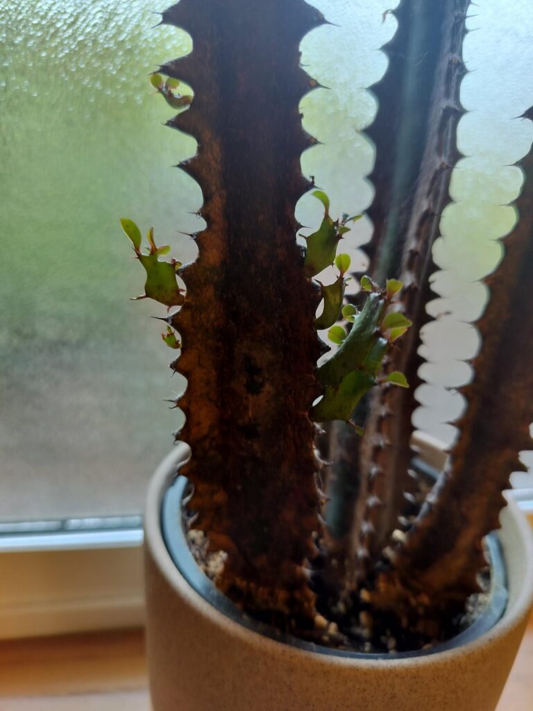 Came home to new growth