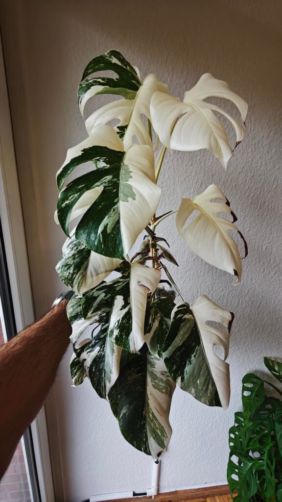 The battle for chlorophyll