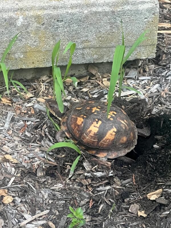 Having adorable wildlife visit your home and garden is always a delight that serves up the warm fuzzies.