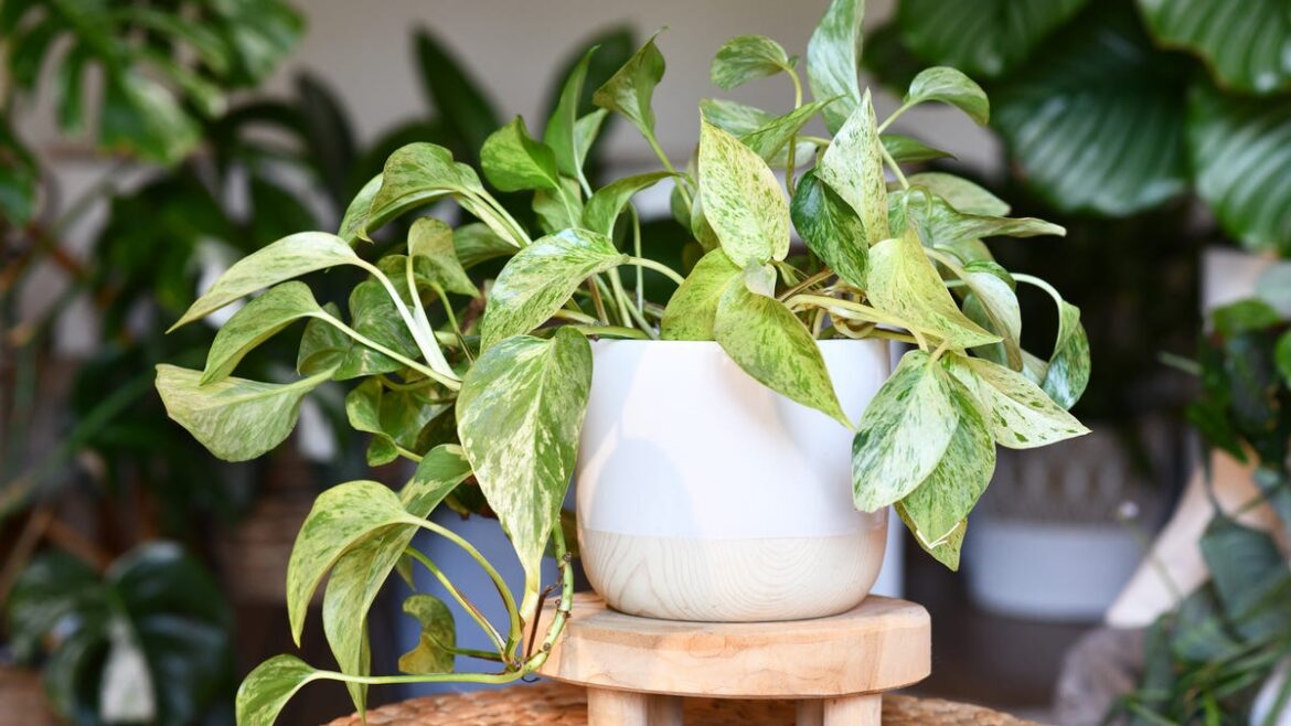 Bringing your green thumb indoors for the year