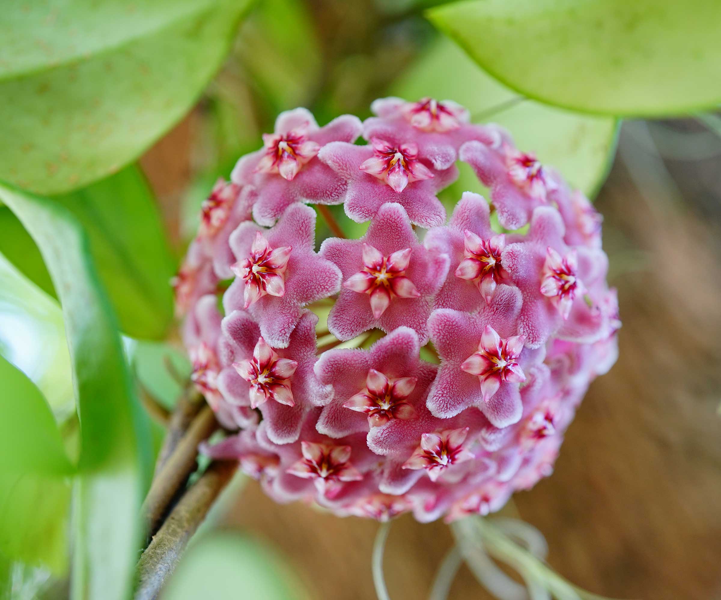 purple hoya flowerhead