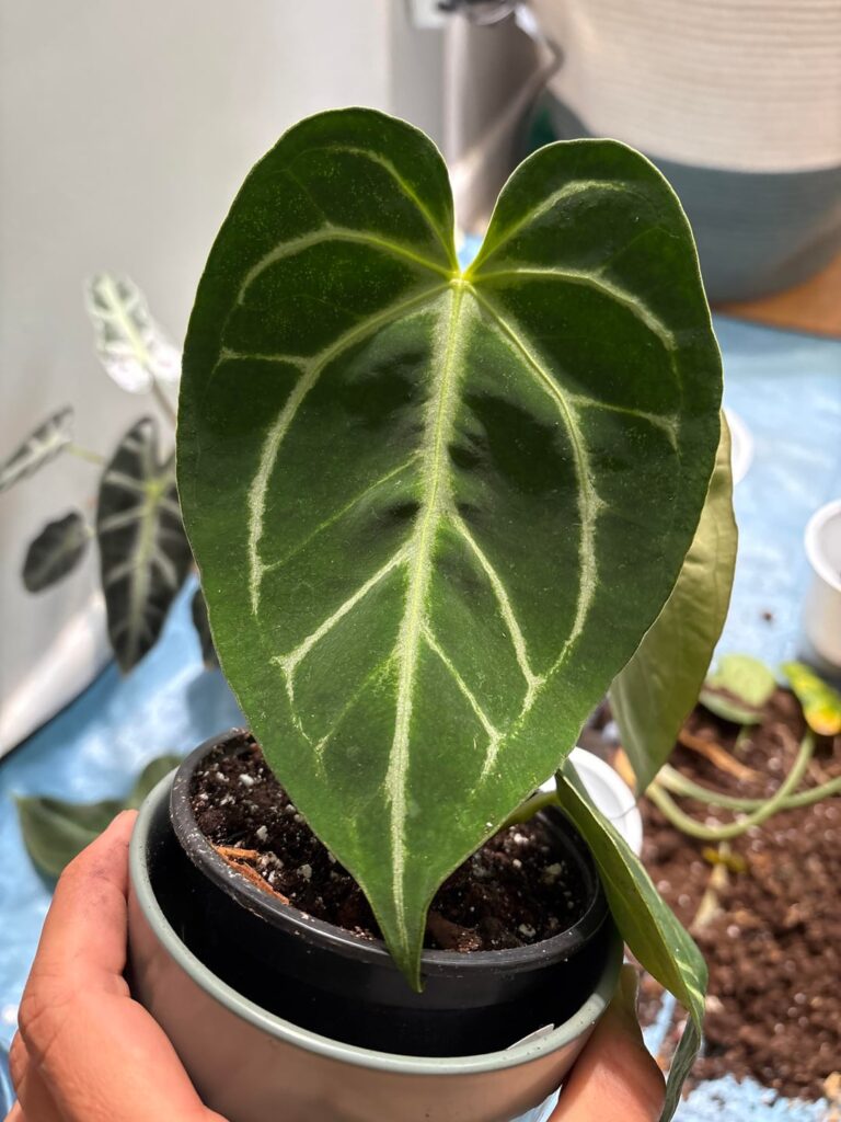 Plant Hunt Help 📍Toronto Plant Hunt Help 📍Toronto