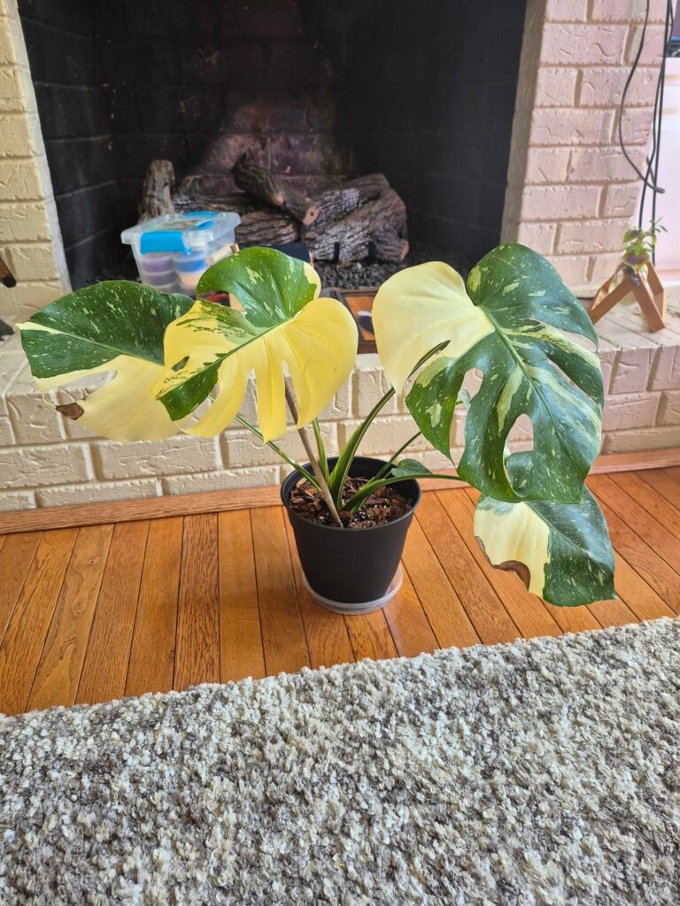 I love this monsters I randomly found at Home Depot.