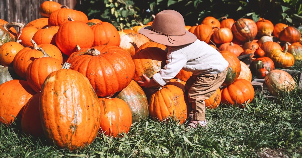 How to smash pumpkin records (or just grow regular-sized ones for Halloween) – The Irish Times How to smash pumpkin records (or just grow regular-sized ones for Halloween) – The Irish Times