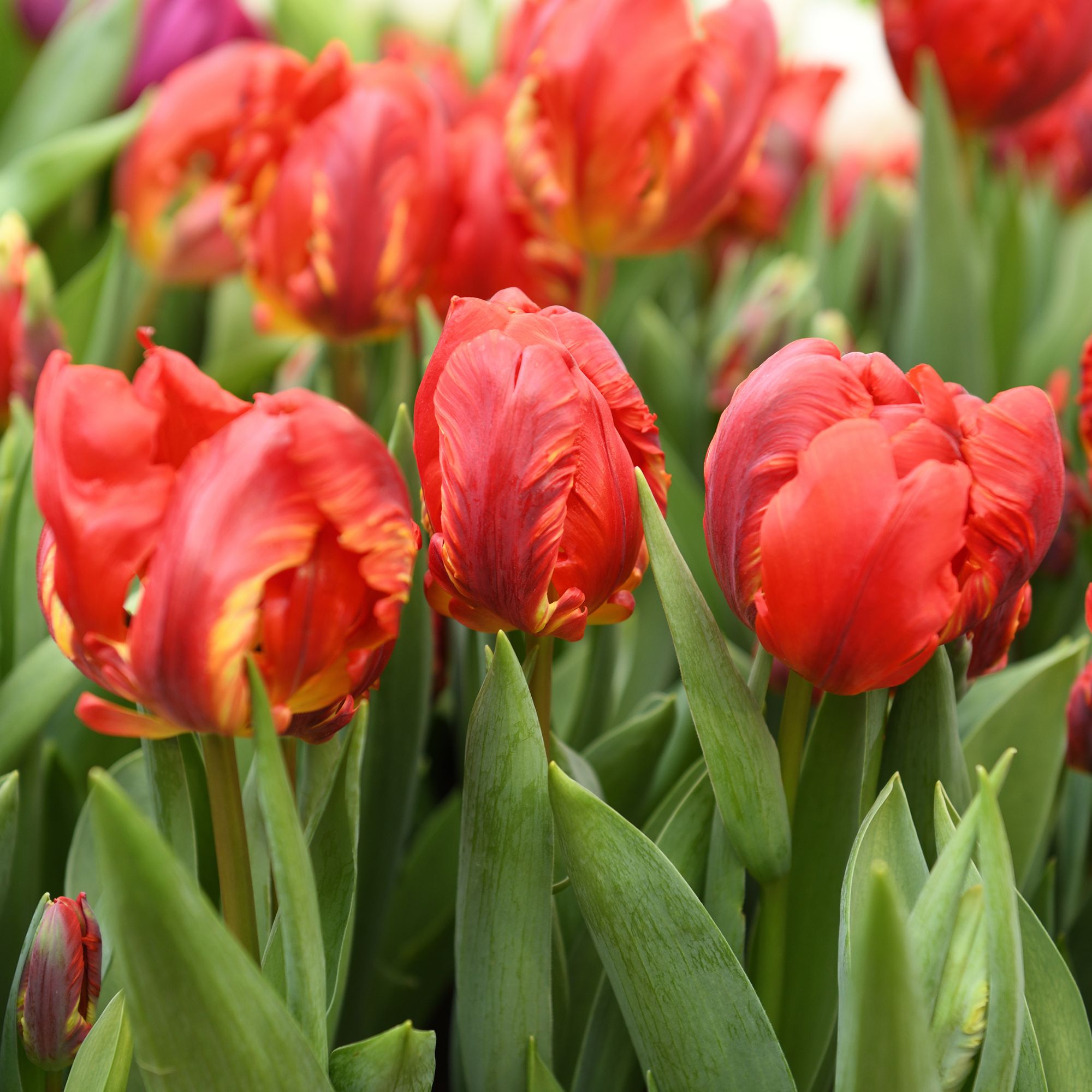Tulip 'Rococo' flowers
