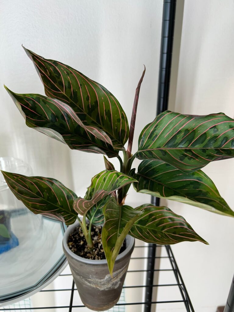 Red Army Aglaonema