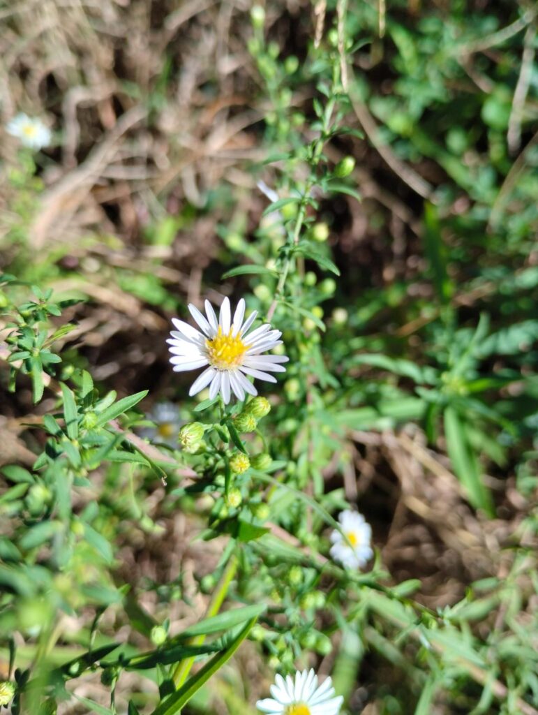Aster is naturalizing itself into my yard Aster is naturalizing itself into my yard
