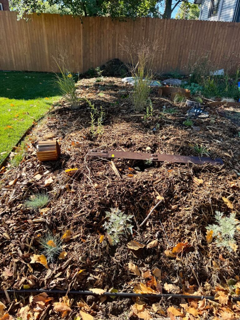 From lawn to native prairie meadow, 16 months in From lawn to native prairie meadow, 16 months in