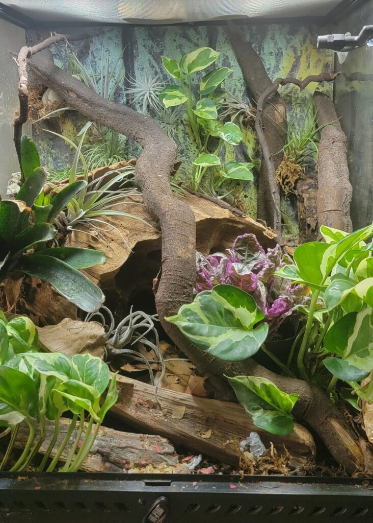 Air plants in the enclosure