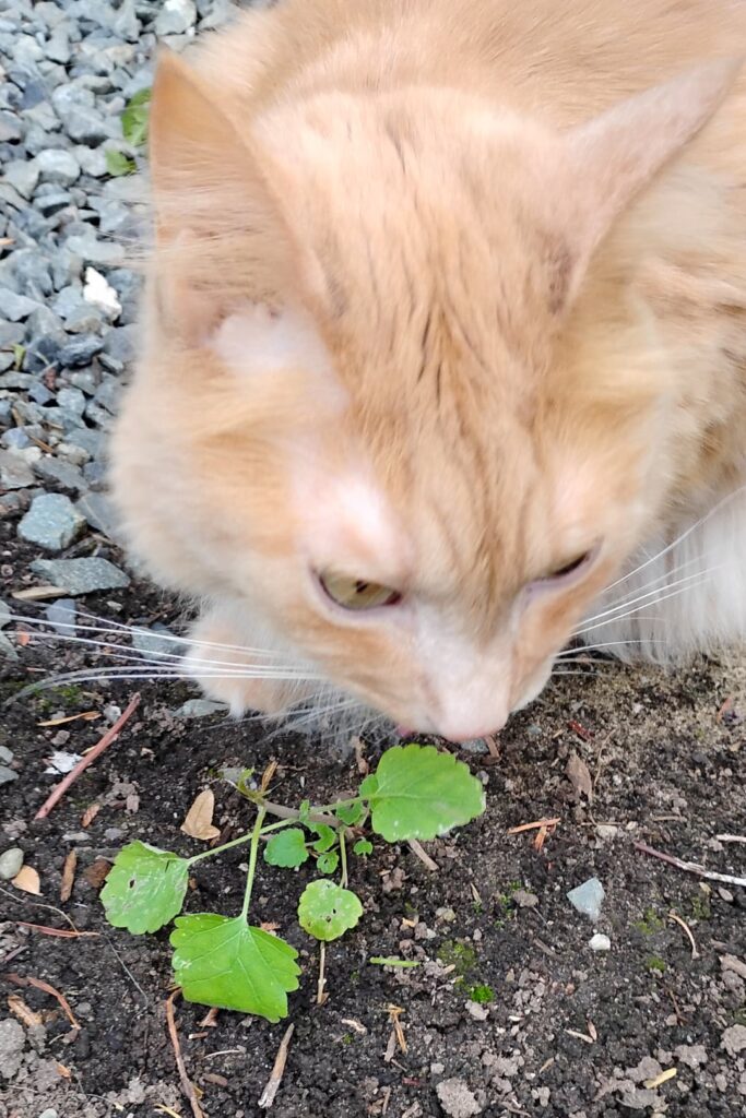 He fell in love and ate it