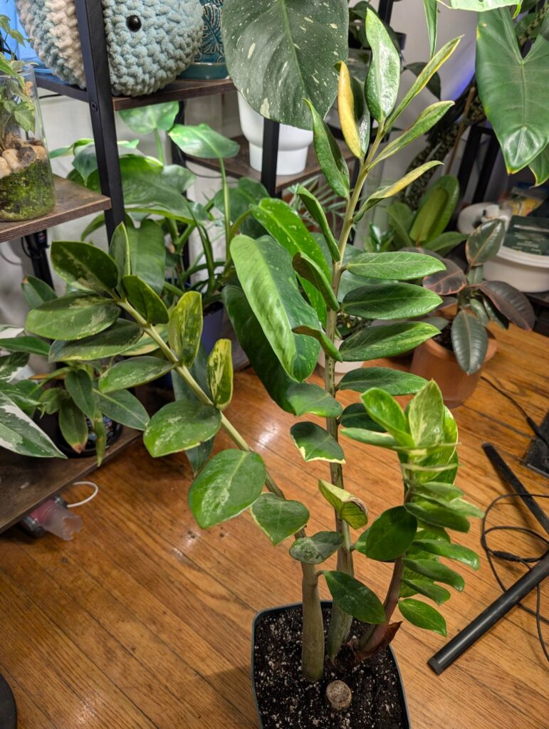 Finally sprung on my dream plant.