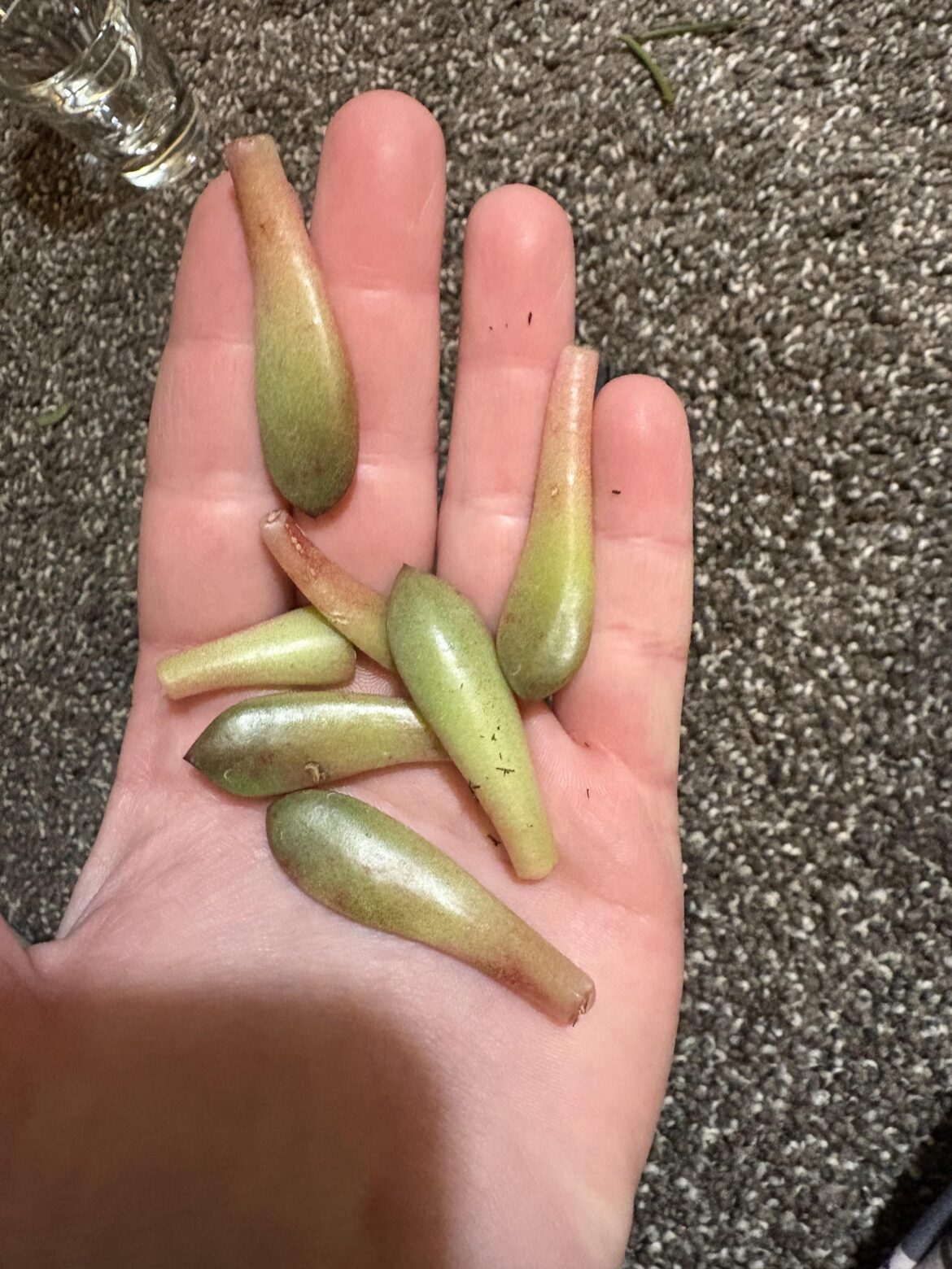 Succulent prop help