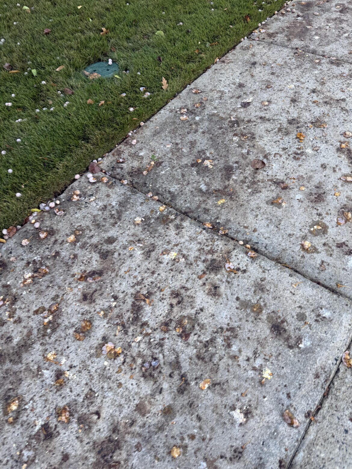 What are these fruits all over the ground?