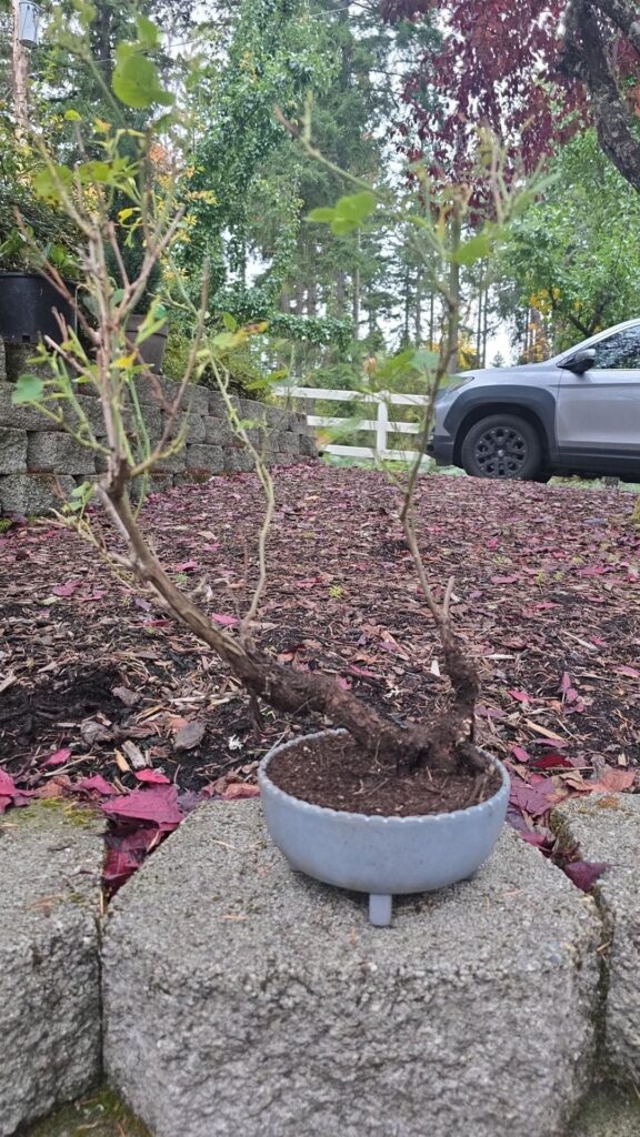 Cleaning up grandma’s rose garden after it had been mostly left alone (aside from light pruning and watering), literally just yanked this poor old lady out of the ground without much fanfare. Cleaning up grandma's rose garden after it had been mostly left alone (aside from light pruning and watering), literally just yanked this poor old lady out of the ground without much fanfare.