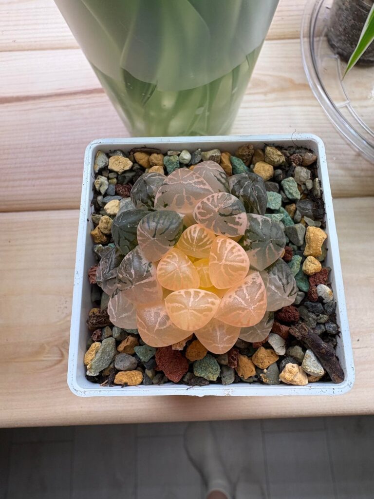 Am I giving too much light to her?