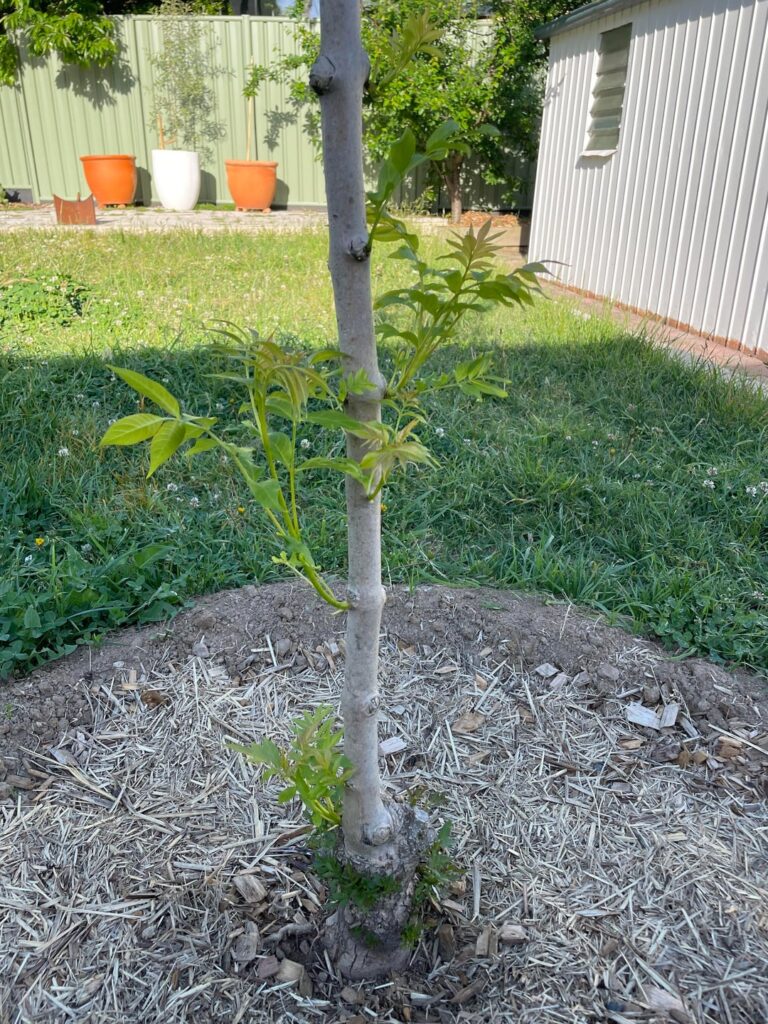 Should I cut new growth and leaves on the trunk?