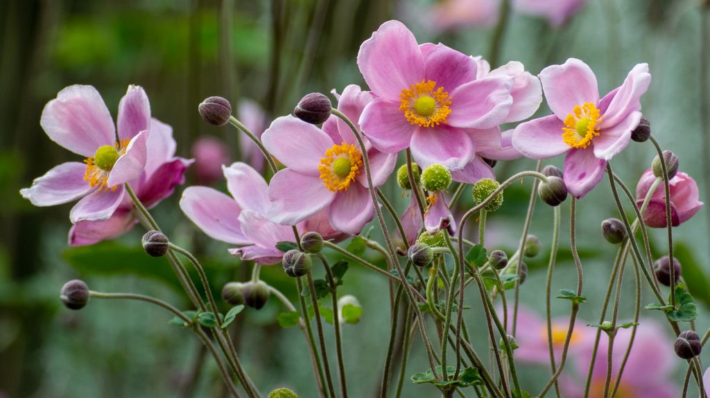 Anemone hupehensis var. japonica