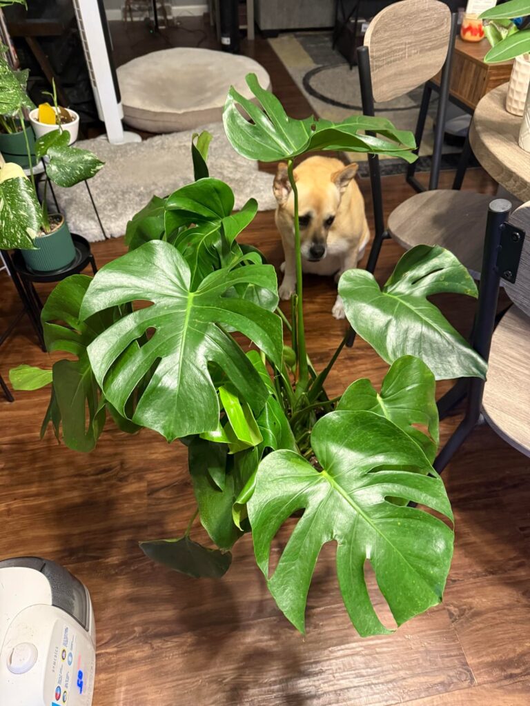 Just got this for 10$ at home depot!