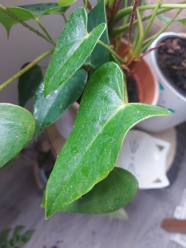 What on earth is on my plant (and how do I fix it?) What on earth is on my plant (and how do I fix it?)