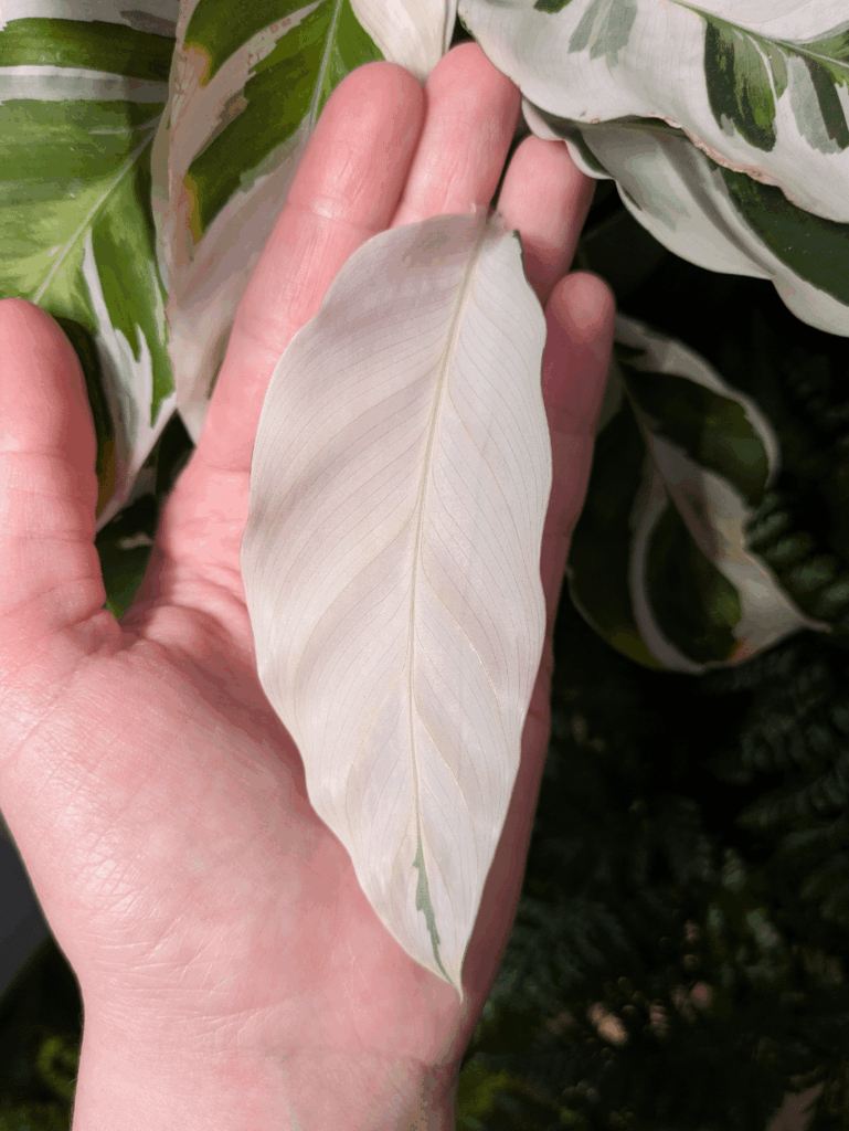 She is TRYING, ok? 😭