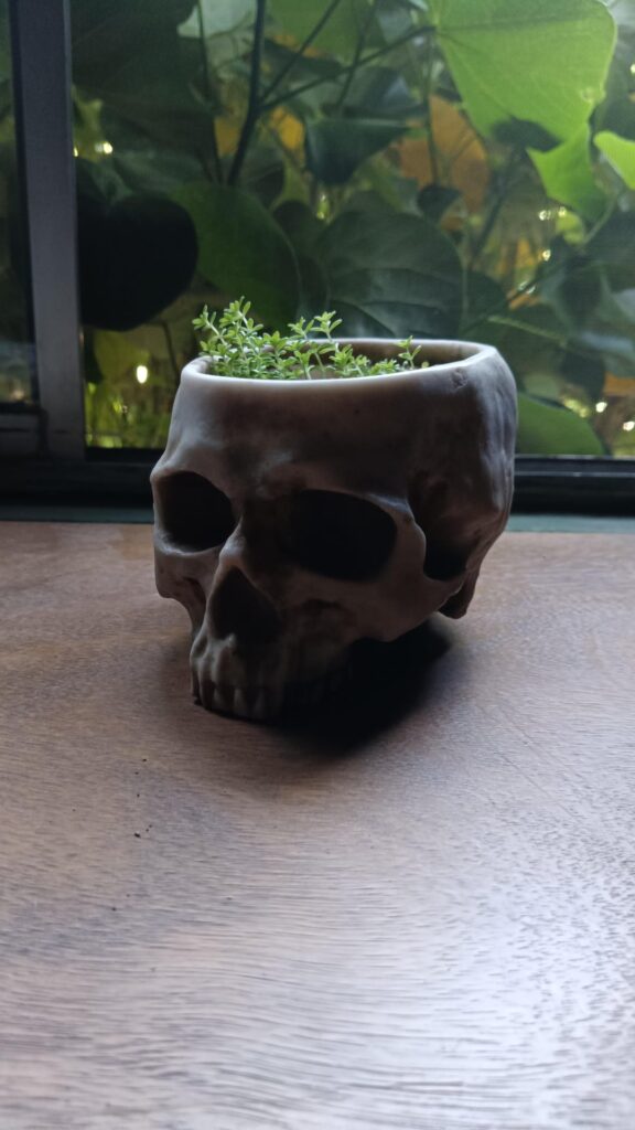 5 months growth of my sedum japonicum