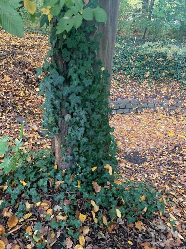 Can I just cut a bit of this ivy from my neighbourhood park? Bonus photo: my dog with said ivy