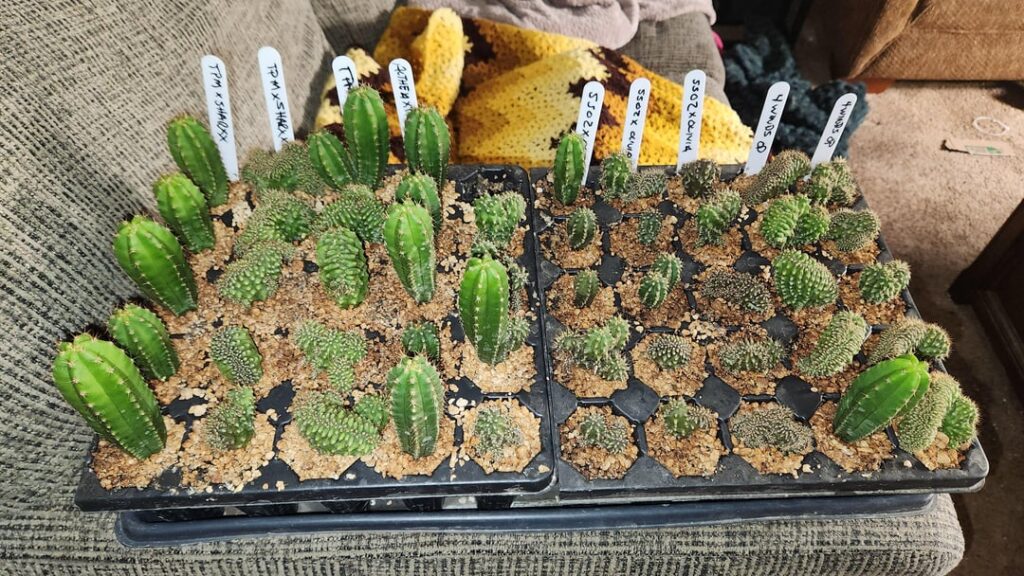 Baby mutants