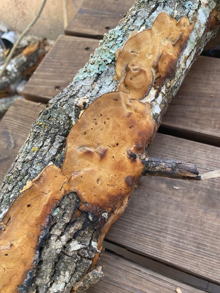 Tree fungus (?)