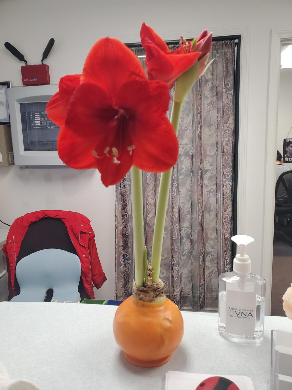 How do these survive like this!?