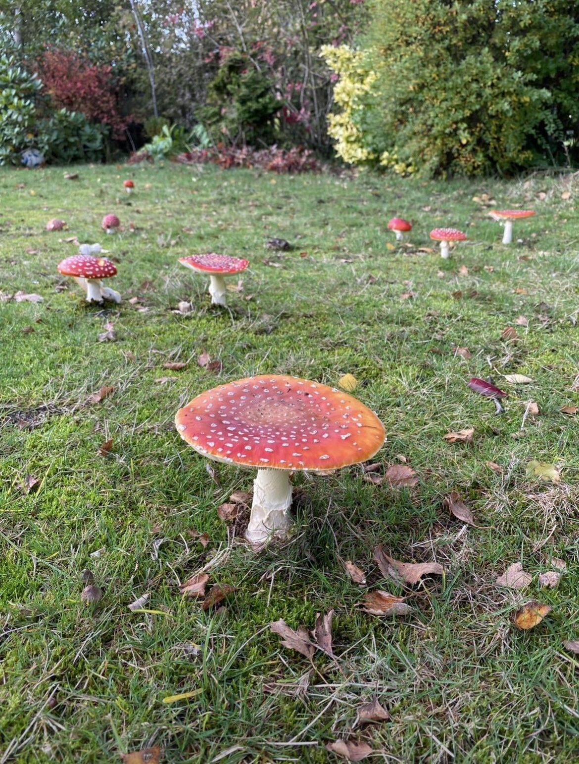 Toadstools in my lawn!