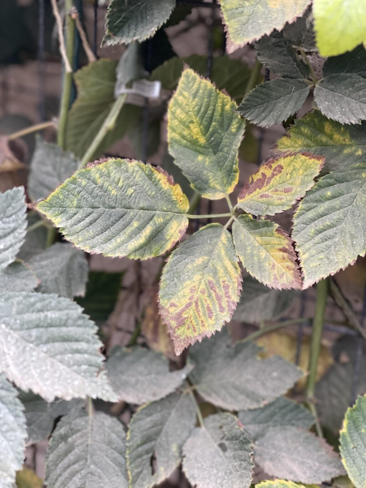 Black berry Black berry