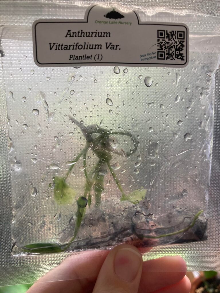 Do these tissue cultures look okay? Do these tissue cultures look okay?