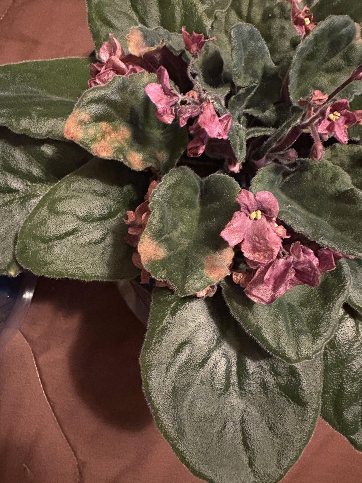 What does the browning of the leaves indicate?