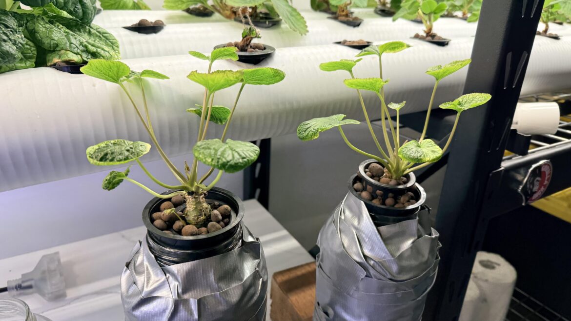 Wasabi Kratky update