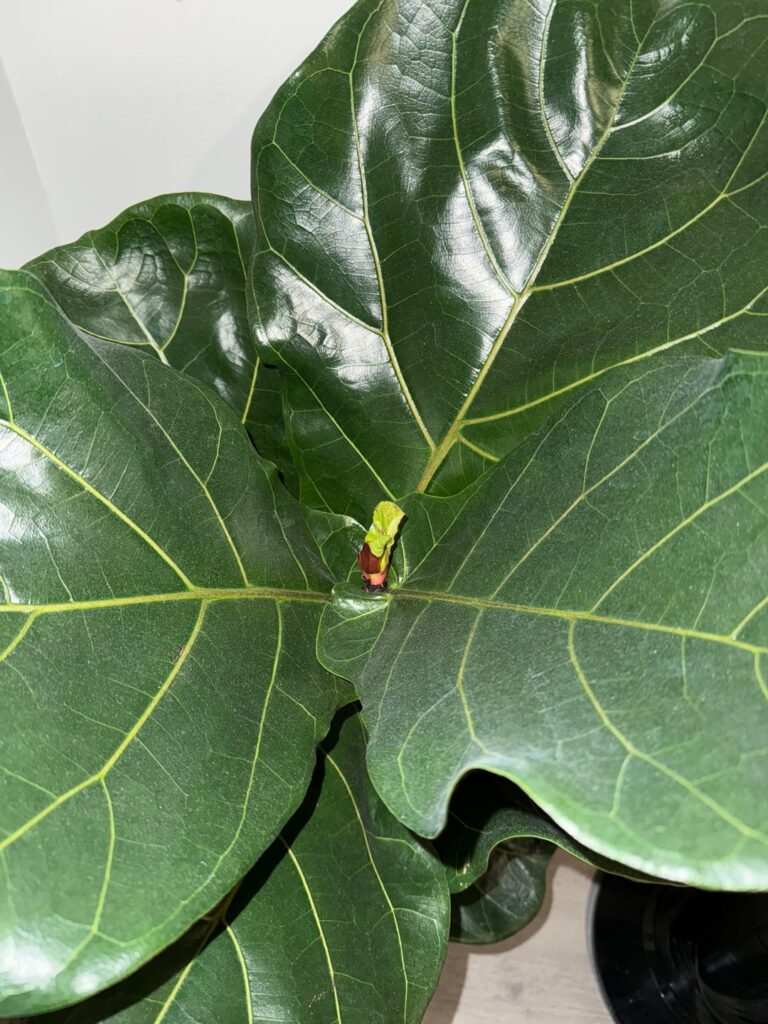 Brown/Red spots on new leaf