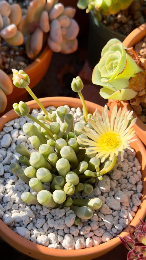 My Fenestraria ‘Baby Toes’ is flowering!