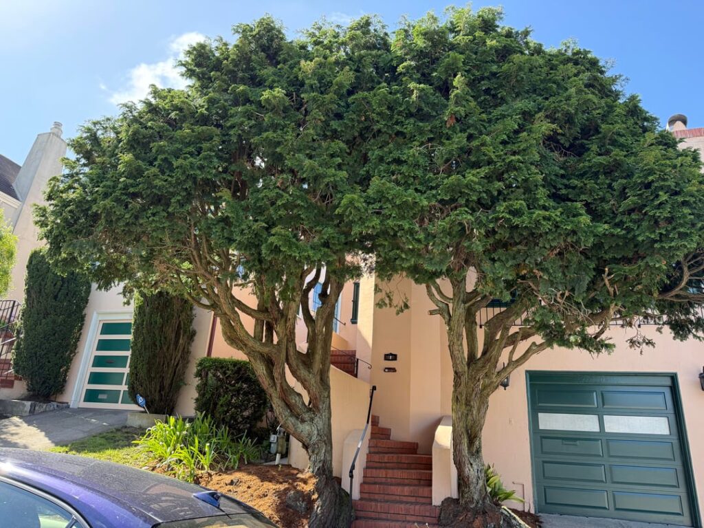Can anything be done about these roots?