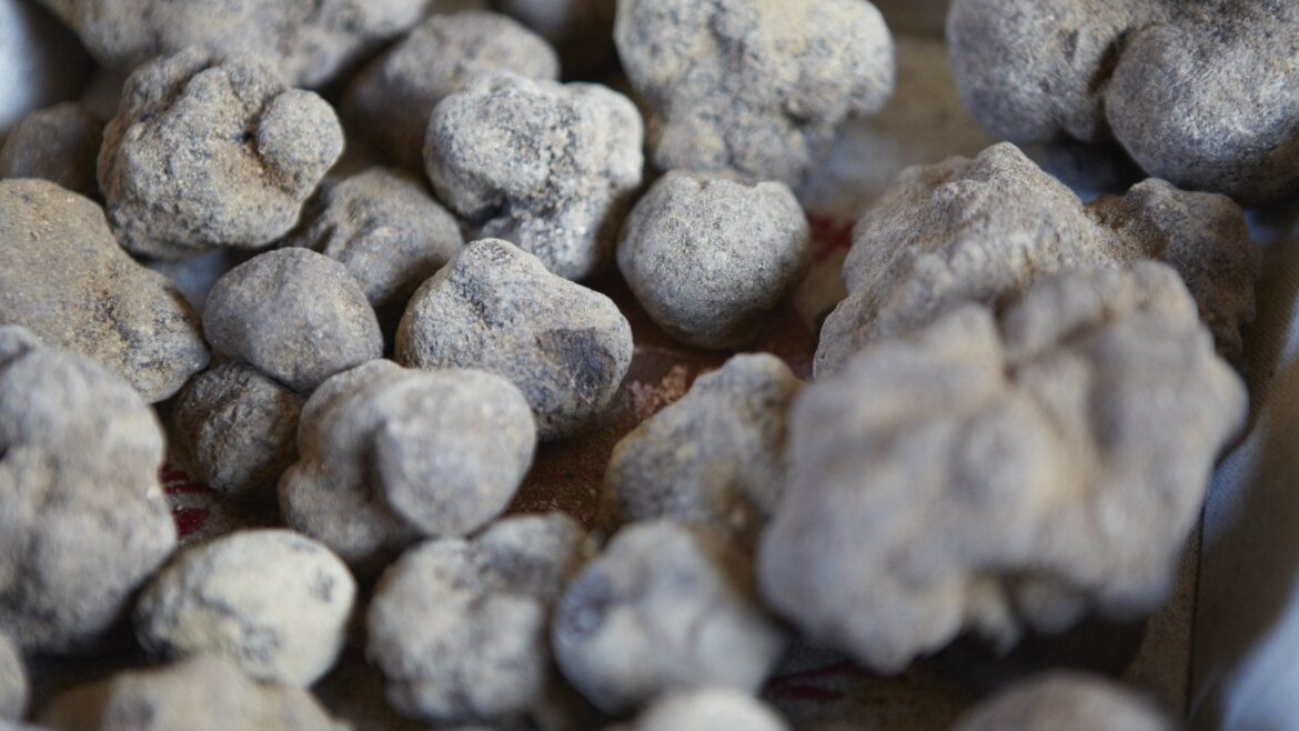 How to grow truffles: an expert reveals how to do it A pile of freshly harvested black truffles