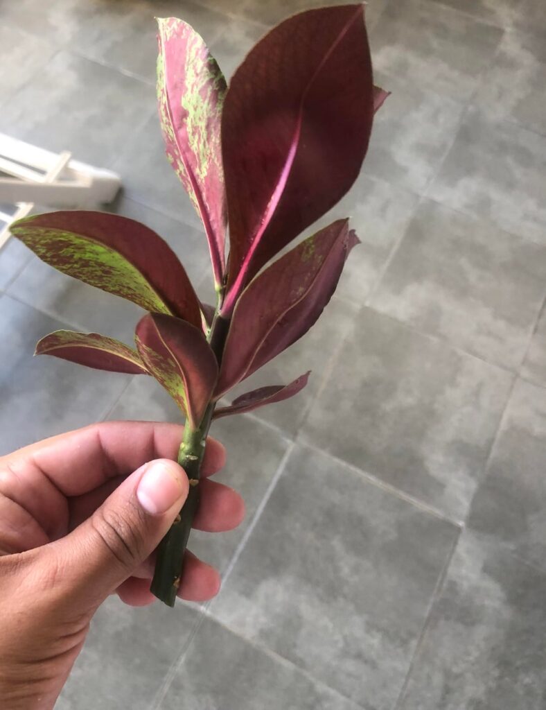 Are these euphorbias ? And how can i propagate them (fresh cuttings btw )