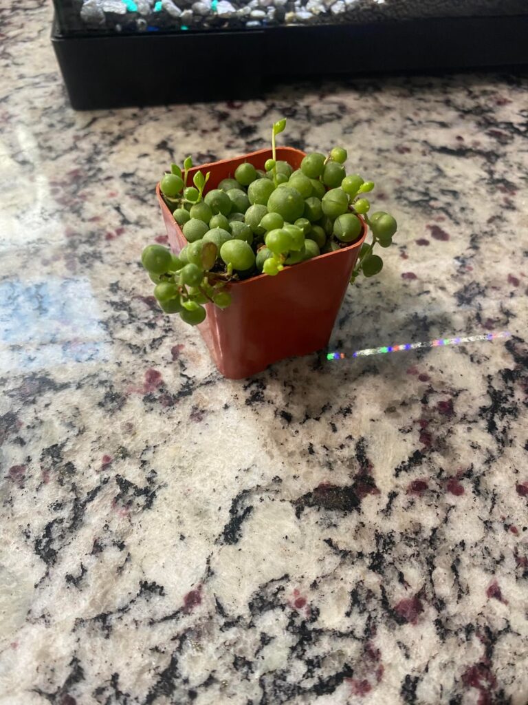 String of pearls help. Got her on or around the 5th. Do I need to repot? I heard it can be bad to repot them in the fall. But she seems a little too big to me to be in this little 2 inch pot. But I could be wrong obviously. I’m really new to plants so I need all the help. String of pearls help. Got her on or around the 5th. Do I need to repot? I heard it can be bad to repot them in the fall. But she seems a little too big to me to be in this little 2 inch pot. But I could be wrong obviously. I’m really new to plants so I need all the help.