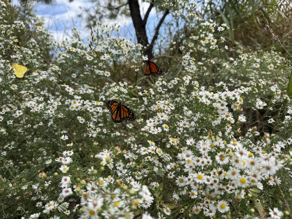 Aster Alive With Pollinators
